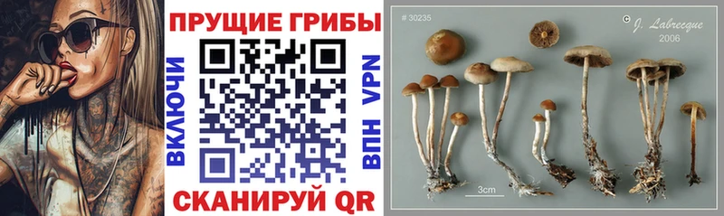 Псилоцибиновые грибы Magic Shrooms  магазин продажи наркотиков  Уяр 